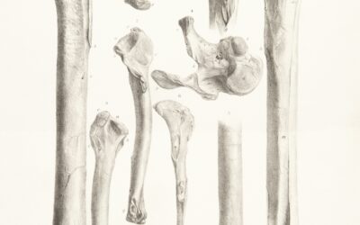 Bones