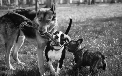 Notes on Dog Cartography (and other existential concerns)